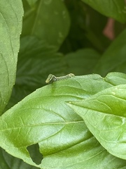 Lepidoptera