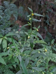 Carpesium divaricatum