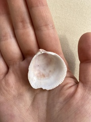 Laevicardium crassum