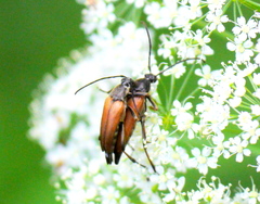 Pedostrangalia pubescens