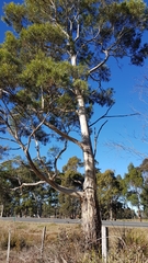 Eucalyptus pulchella