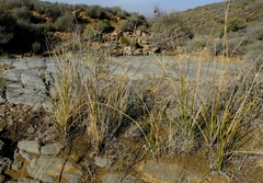 Pseudoschoenus inanis