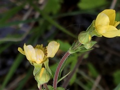 Geum macrophyllum perincisum