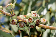 Eucalyptus pulchella