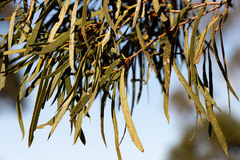 Eucalyptus pulchella