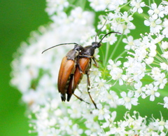 Pedostrangalia pubescens