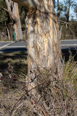 Eucalyptus pulchella