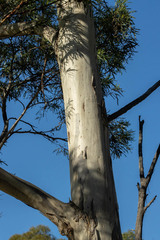 Eucalyptus pulchella