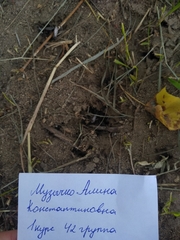 Lasius