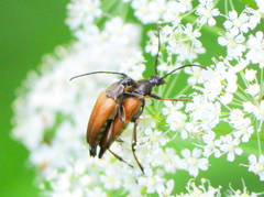 Pedostrangalia pubescens