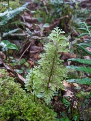 Hymenophyllum badium