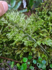Hymenophyllum badium