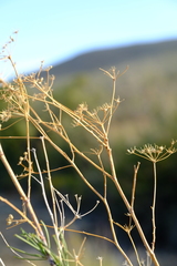 Anginon fruticosum
