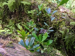 Rhododendron kawakamii
