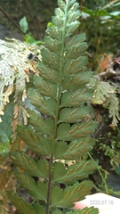 Asplenium cuneatiforme