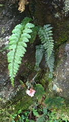 Asplenium cuneatiforme