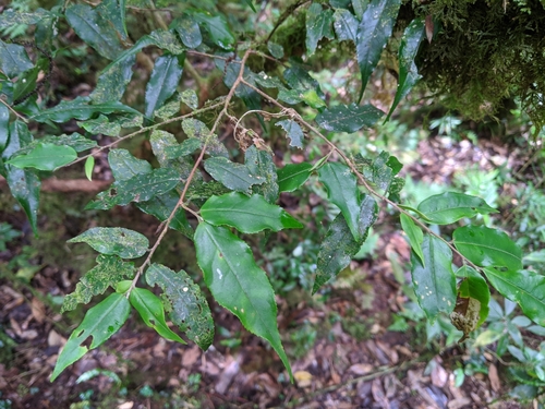 Camellia caudata (Camellia caudata)