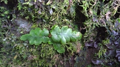 Tectaria zeilanica