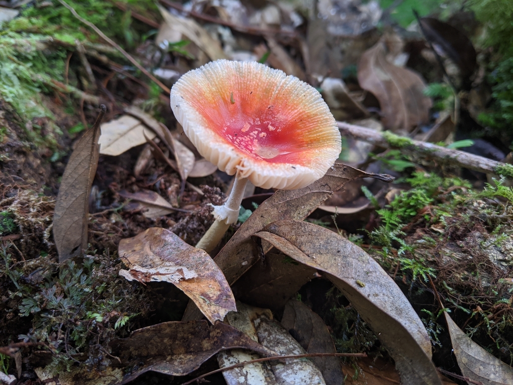 Amanita rubrovolvata