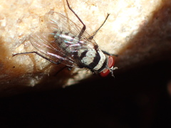 Anthomyia silvestris
