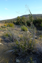 Anginon fruticosum
