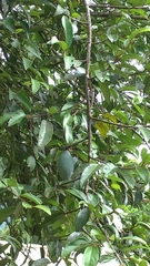 Ficus pumila awkeotsang