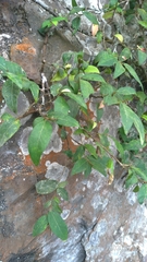 Ficus pumila awkeotsang