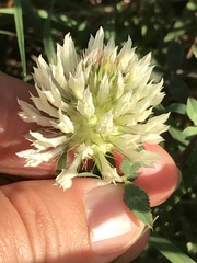Trifolium vesiculosum