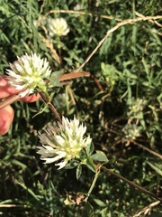Trifolium vesiculosum