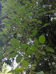 Actinidia rufa