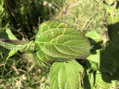 photo of Ophiomyia mine in a Lantana leaf