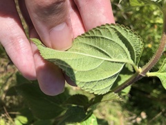 photo of Ophiomyia mine in a Lantana leaf