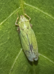 Draeculacephala balli