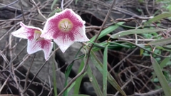 Oxystelma esculentum