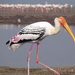 Painted Stork - Photo (c) Rujuta Vinod, some rights reserved (CC BY-NC), uploaded by Rujuta Vinod
