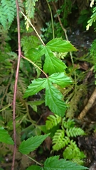 Rubus trianthus