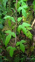 Rubus trianthus