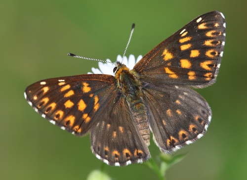 Duke of Burgundy