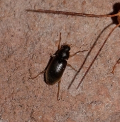 Pelonomus obscurus