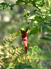 Clianthus