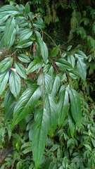 Rhamnus nakaharai