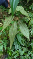 Rhamnus nakaharai