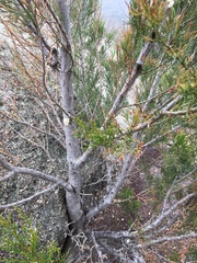 Callitris endlicheri