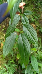 Rhamnus nakaharai