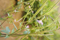 Epilobium
