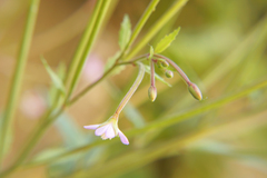 Epilobium