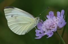 Pieris napi