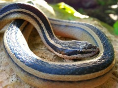 Coniophanes schmidti