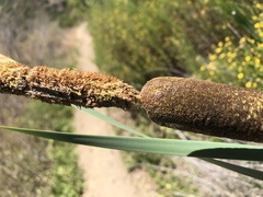 Typha × glauca