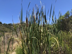 Typha × glauca
